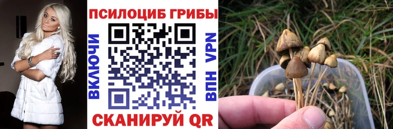 Псилоцибиновые грибы Psilocybe  Малая Вишера 